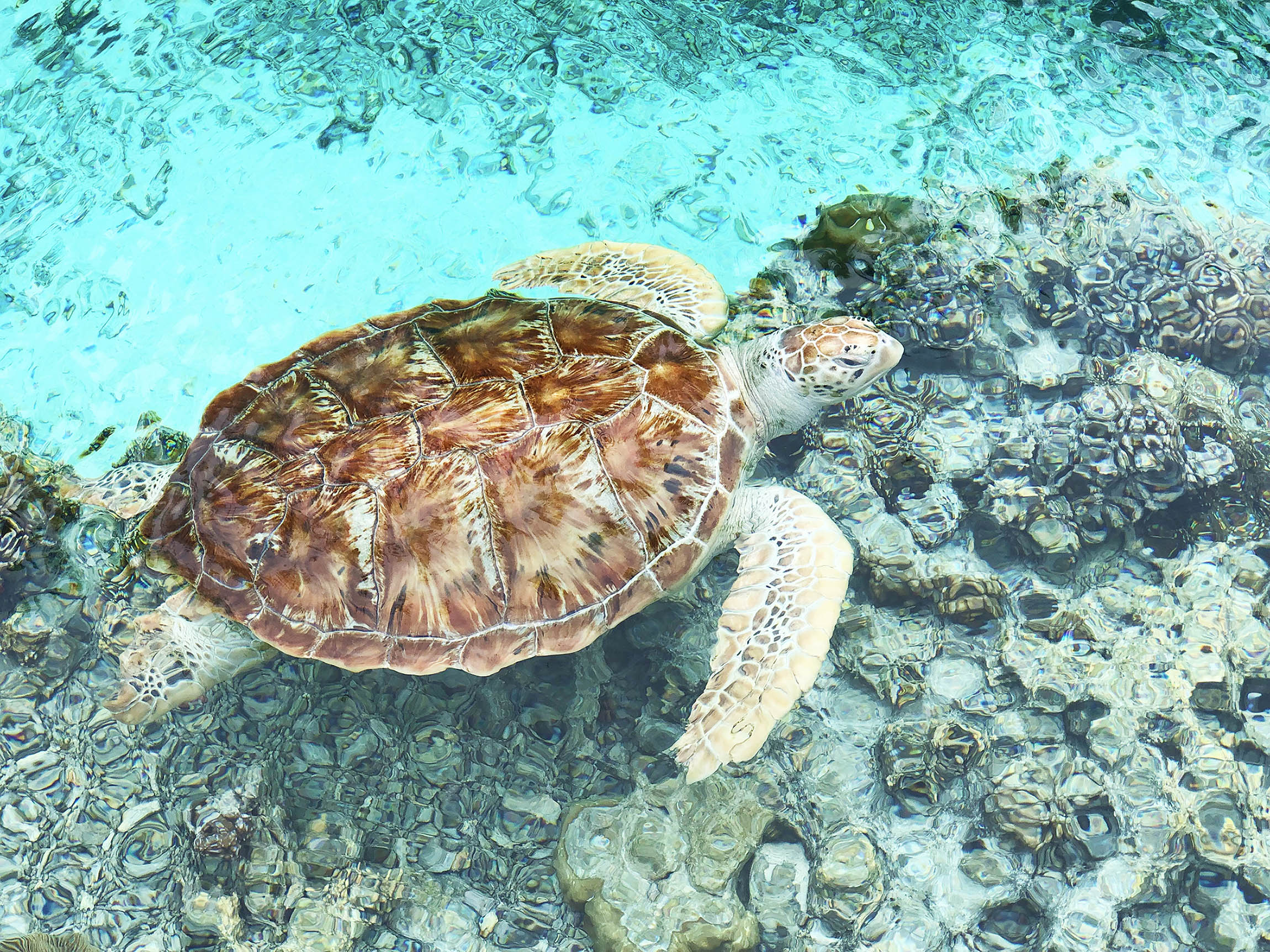 Turtle sanctuary at Le Méridien Bora Bora