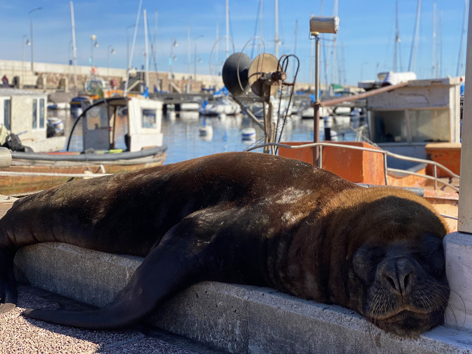Sea lion in the Piriapolis harbor. Credit: Christian Bergara