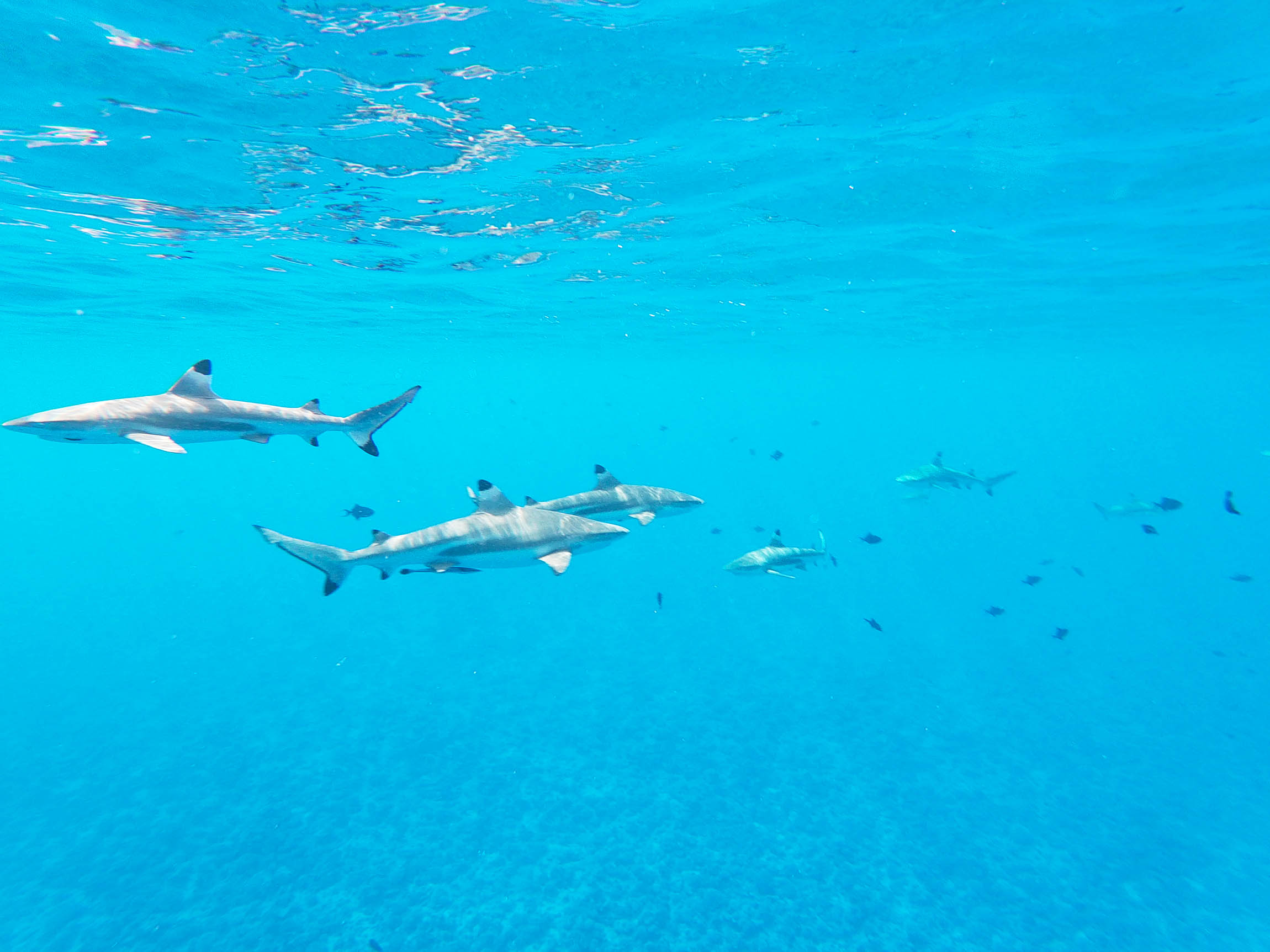 Swimming with the sharks in Bora Bora. Credit: Christian Bergara