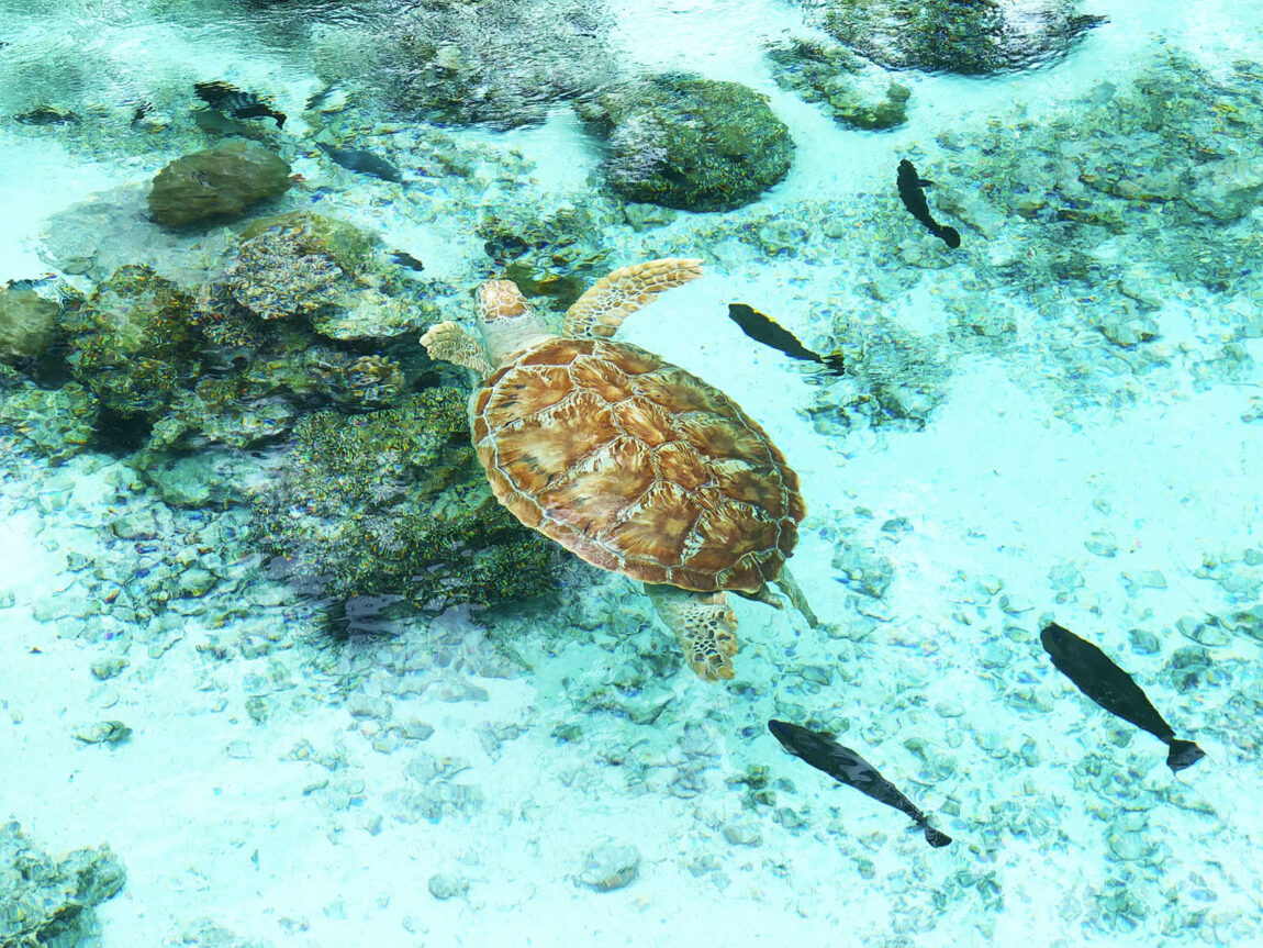 Turtle sanctuary at Le Méridien Bora Bora. Credit: Carolina Valenzuela