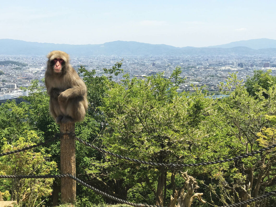 The Monkey Park Iwatayama offers magnificent views over Kyoto. Credit: Carolina Valenzuela