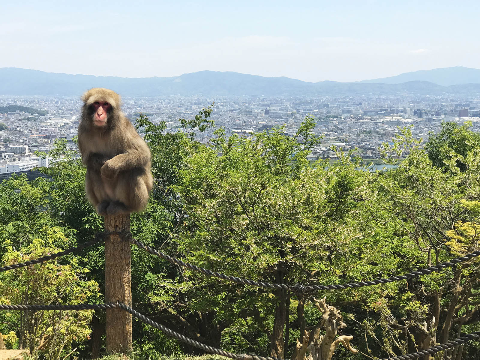 kyoto monkey park