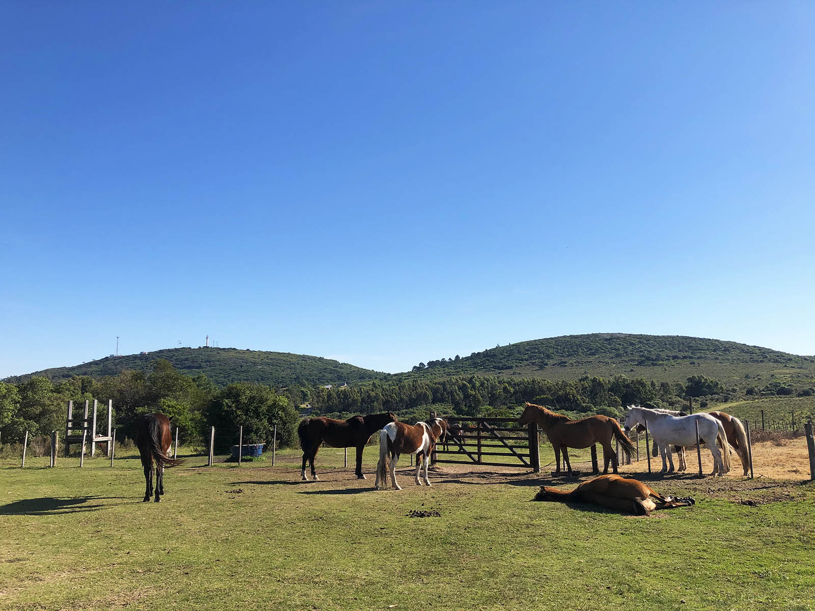 Horses and the surrounding hills of Piriapolis. Credit: Carolina Valenzuela