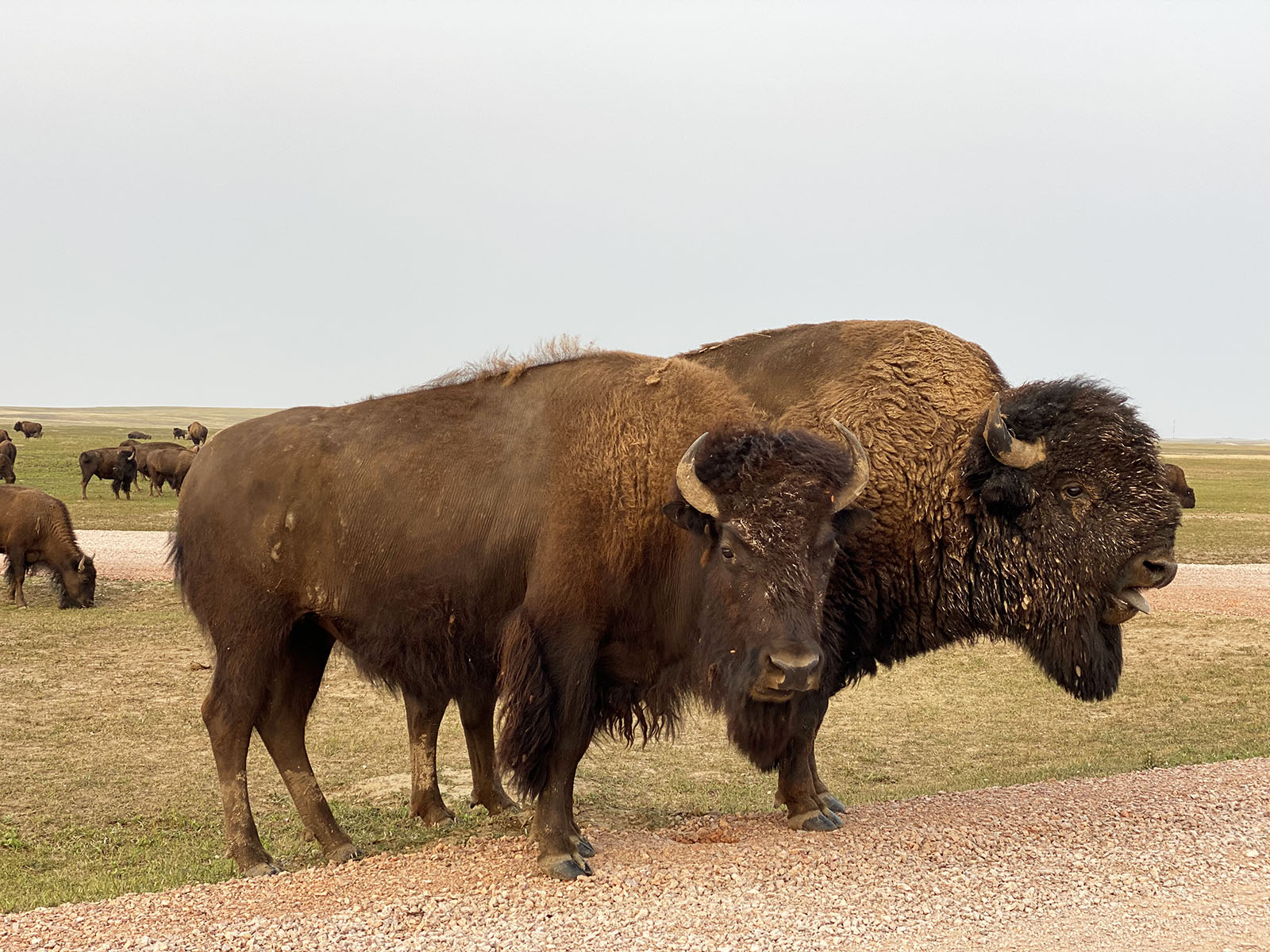 Badlands National Park. South Dakota. Credit: Carolina Valenzuela