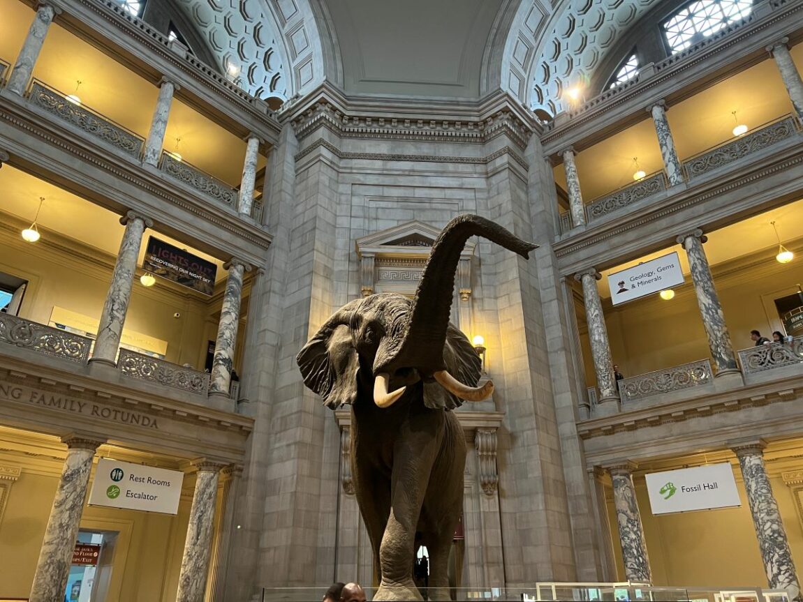 Smithsonian National Museum of Natural History. Washington DC, US. Credit: Carry on Caro