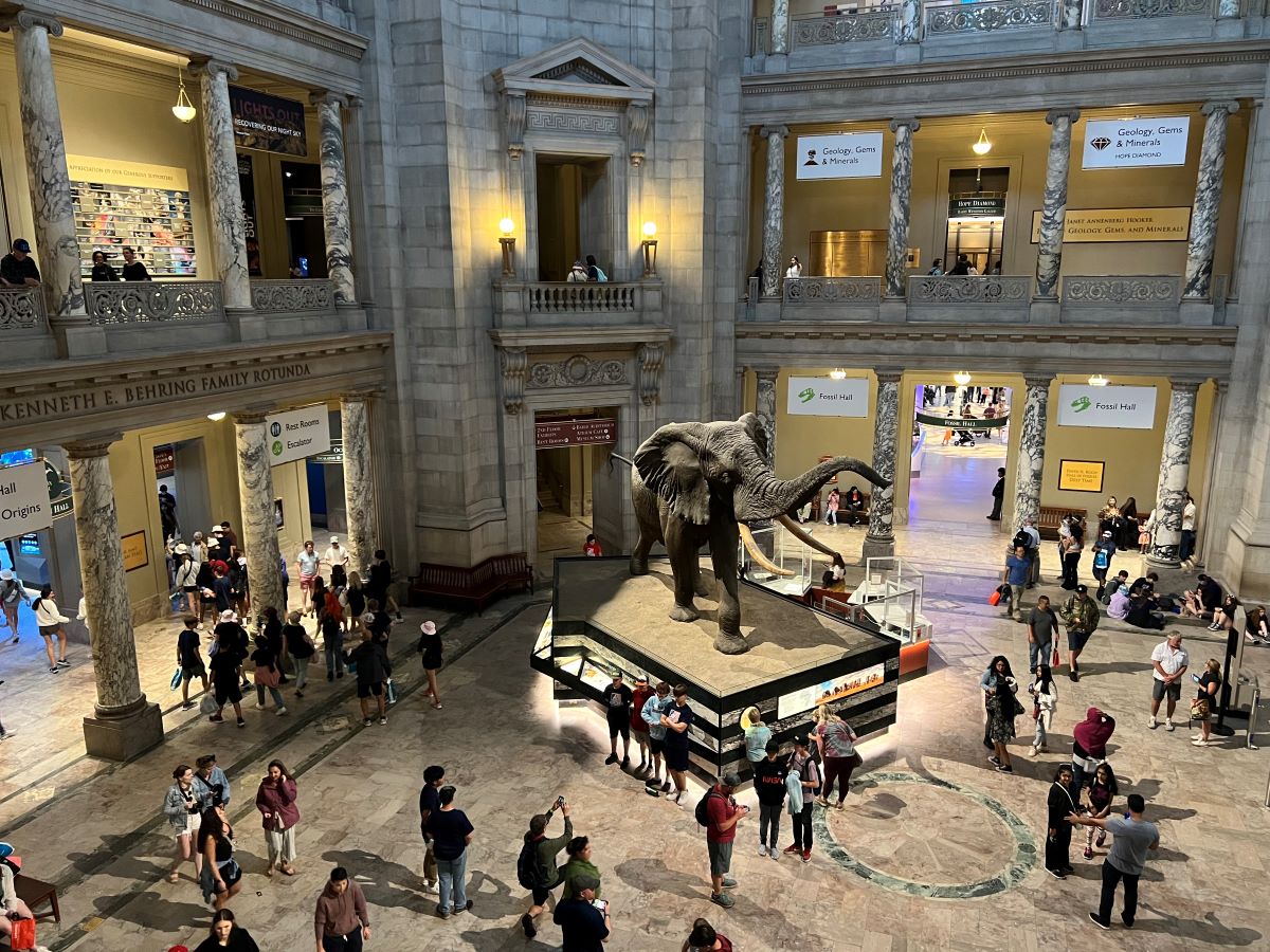 The rotunda. National Museum of Natural History. Washington DC. Credit: Carry on Caro